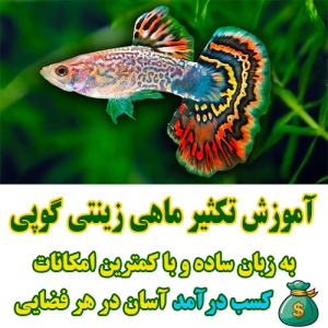 آموزش تکثیر و پرورش ماهی زینتی گوپی