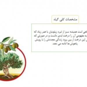 زراعت زیتون