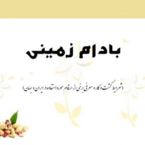 زراعت بادام زمینی و ارقام موجود در ایران