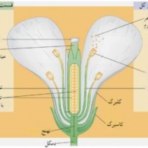دانلود پاورپوینت درس گیاهشناسی2 گل، ریخت شناسی و مورفولوژی گل دکتر انورخواه