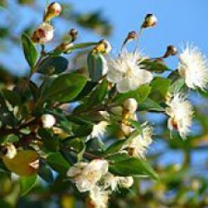 پاورپوینت کامل و جامع با عنوان بررسی گیاه مورد یا مورت (Myrtus) در 20 اسلاید