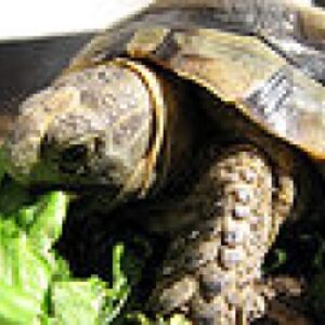 پاورپوینت کامل و جامع با عنوان بررسی لاک پشت ها (Turtles) و خصوصیات و ویژگی های بدنی آن ها در 31 اسلاید
