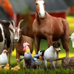 اصول تغذیه ی دام