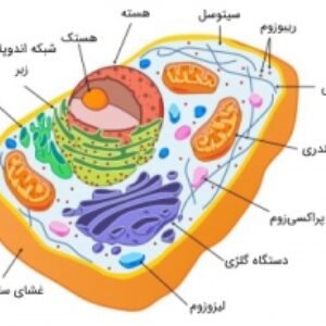 پاورپوینت کامل و جامع با عنوان مواد تشکیل دهنده سلول ها در 32 اسلاید