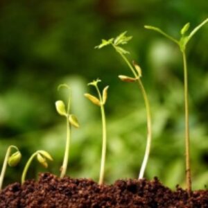 پاورپوینت کامل و جامع با عنوان فیزیولوژی بذر در 65 اسلاید