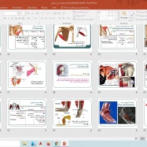 عضلات بدن انسان