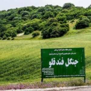 پاورپوینت جنگل فندقلو