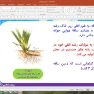 پاورپوینت گفتار 1 زیست شناسی یازدهم تجربی: تولید مثل غیر جنسی (تولید مثل نهان دانگان)