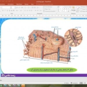 پاورپوینت گفتار 1 زیست شناسی یازدهم تجربی: استخوان ها و اسکلت (دستگاه حرکتی)
