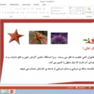 پاورپوینت درس 11 علوم تجربی پایه چهارم دبستان (ابتدایی): بی‌ مهره‌ ها