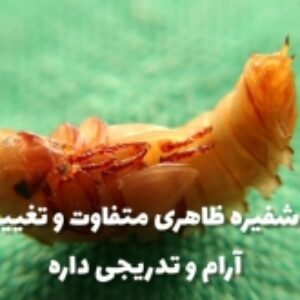چرخه زندگی میلورم