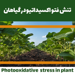 تنش فتواکسیداتیو در گیاهان