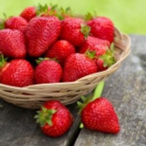 گیاه شناسی توت فرنگی