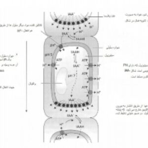 اکسین (متن آموزشی همراه ترجمه)