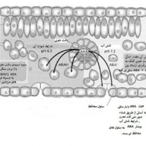 اسید آبسیزیک به همراه ترجمه
