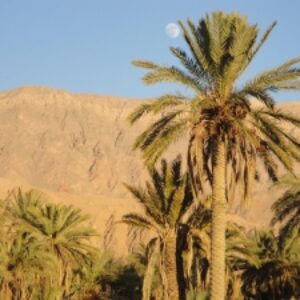 نخل 3