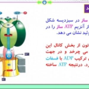 پاورپوینت گفتار 2 زیست شناسی پایه دوازدهم تجربی: واکنش‌های فتوسنتزی (فصل 6: از انرژی به ماده) ( 31 اسلاید)
