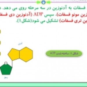 پاورپوینت گفتار 1 زیست شناسی پایه دوازدهم تجربی: تأمین انرژی (فصل 5: از ماده به انرژی) ( 35 اسلاید)