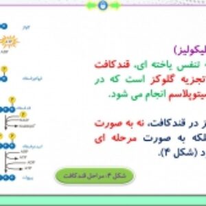 پاورپوینت فصل 5 زیست شناسی پایه دوازدهم تجربی: از ماده به انرژی  ( 92 اسلاید)