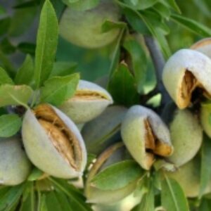 راهنمای تولید و پرورش بادام