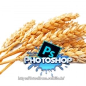 فایل PNG خوشه گندم