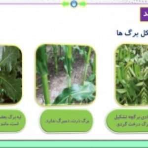 پاورپوینت فصل 6 زیست شناسی پایه دوازدهم تجربی: از انرژی به ماده  ( 88 اسلاید)