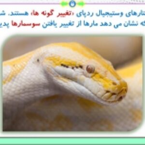 پاورپوینت گفتار 3 زیست شناسی پایه دوازدهم تجربی: تغییر در گونه‌ها (فصل 4: تغییر در اطلاعات وراثتی) ( 38 اسلاید)