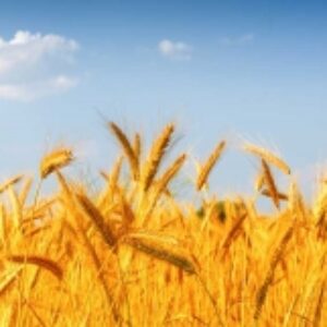 تحقیق در خصوص ارقام گندم در ایران