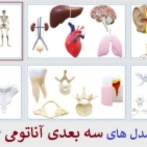طرح سه بعدی آناتومی انسان