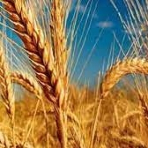 فرمول تولید کود NPK آهسته رهش مخصوص گندم