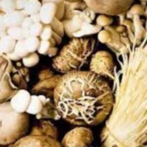 پیاده سازی الگوریتم یادگیری تجمیعی  Random Forest برای طبقه بندی انواع قارچ با پایتون الگوریتم یادگیری
