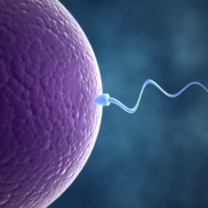 پاورپوینت لقاح (fertilization)21 اسلاید