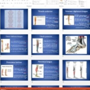 دانلود فایل پاورپوینت آموزشی و قابل ویرایش عضلات مچ پا و پا (muscles of the ankle & foot)