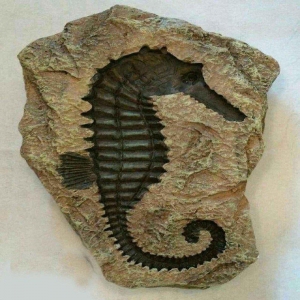 فسیل چیست