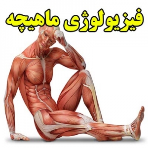 فیزیولوژی ماهیچه