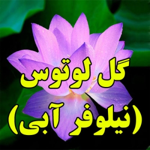 گل لوتوس یا نیلوفر آبی