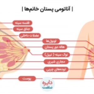 مقاله جامع و کامل آناتومي پستان در 92صفحه ورد