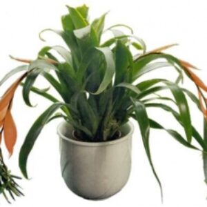گل های آپارتمانی PPT