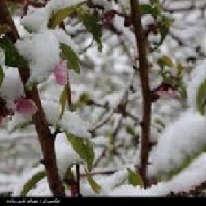 مكانيزم‌هاي مقاومت به سرمازدگي گیاهان