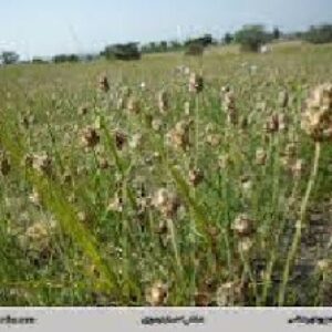 اثر اقليمي – خاكي بر مبناي محصول بذر اسفرزه ،بارهنگ و پسيليوم