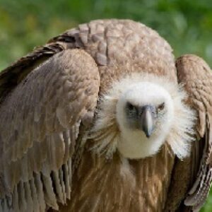 پاورپوینت کرکس و شگفتی های آن (Vulture)
