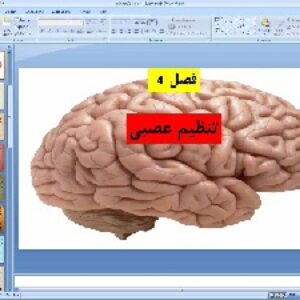 پاورپوینت فصل چهارم علوم تجربی پایه هشتم تنظیم عصبی