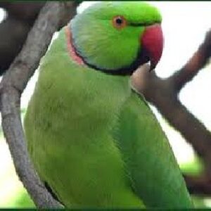 اخلاق و رفتار طوطی ملنگو