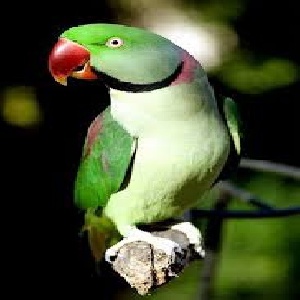 بیماری های شاه طوطی