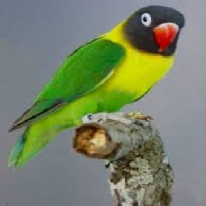 همه چیز درباره طوطی کوتوله