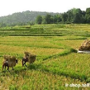 دانلود پروژه با موضوع عملیات داشت