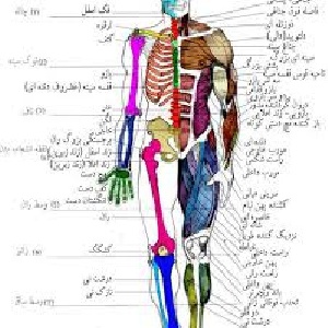 مقاله اعضای بدن