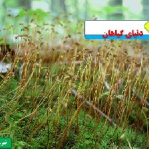 دانلود پاورپوینت درس علوم پایه نهم تجربی فصل 12 عنوان فصل دنیای گیاهان