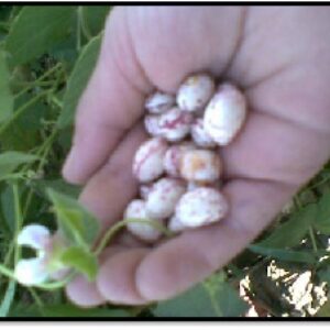 دانلود پاور پوینت اثر استفاده از عناصر کم مصرف بر خصوصیات تغذیه ای دانه در لوبیا