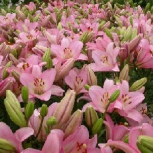 دانلود پروژه  بررسی گل لیلیوم از دیدگاه سامانه های بنیادی معماری